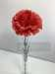 Одиночная гвоздикаВысота: 51.0 см