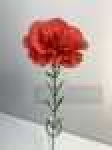 Одиночная гвоздикаВысота: 58.0 см