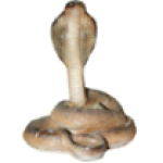 Фигура Кобра большая,12х26 см