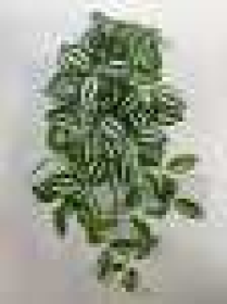 Ампельный куст зелениВысота: 48.0 см