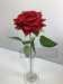 Одиночная роза бархатнаяВысота: 50.0 см