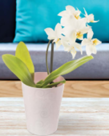 Кашпо Кактус 0,15л белое