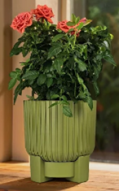 Торин D17.5 , 3.3л папоротник