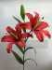 Ветка лилий, 2 г + 1 бВысота: 94.0 см